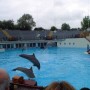 Dolphin show, France, 2009 (L.Nunny)